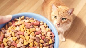 Read more about the article Best Affordable Cat Food Balancing Quality and Budget