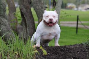 Read more about the article Best Dog Food for Bully Breeds: A Complete Guide 2025