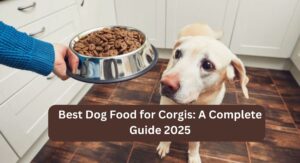 Read more about the article Best Dog Food for Corgis: A Complete Guide 2025