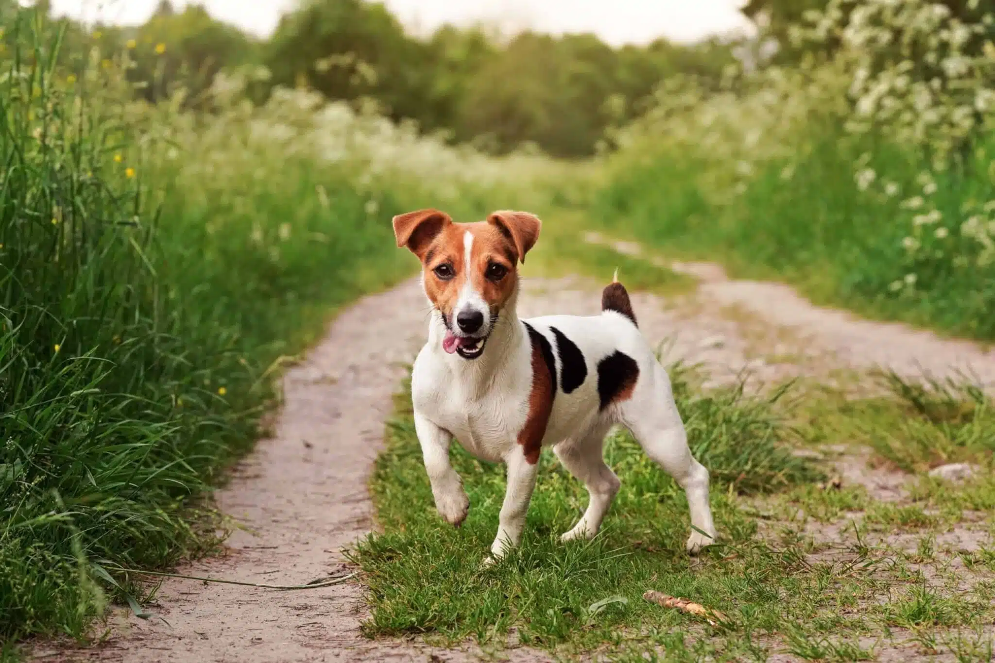 You are currently viewing Best Dog Food for Jack Russell Terriers: A Complete Guide 2025