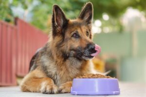 Read more about the article Best Non-Prescription Dog Food for Kidney Disease 2025