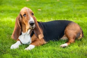 Read more about the article Best Dog Food for Basset Hounds: A Complete Guide 2025