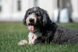 Read more about the article Best Dog Food for Bernedoodles: A Complete Guide 2025