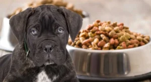 Read more about the article Best Dog Food for Cane Corso