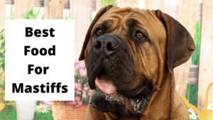Read more about the article Best Dog Food for Mastiffs A Complete Guide 2025