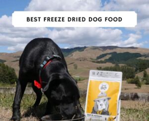 Read more about the article Best Freeze Dried Dog Food for Sensitive Guts: A Complete Guide 2025