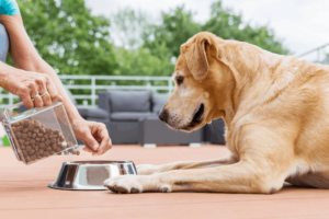 Read more about the article Best Salmon Dog Food: A Complete Guide 2025