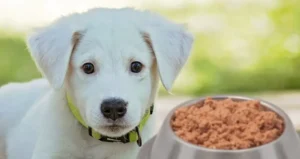 Read more about the article Best Affordable Canned Dog Food: A Complete Guide 2025