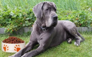 Read more about the article Best Dog Food for Great Danes: A Comprehensive Guide