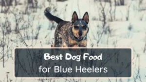 Read more about the article Best Dog Food for Blue Heelers: A Complete Guide 2025