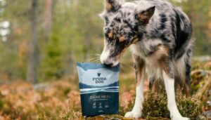 Read more about the article Best Dog Food for Hunting Dogs: A Complete Guide 2025