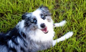 Read more about the article Best Dog Food for Toy Australian Shepherds: A Complete Guide 2025