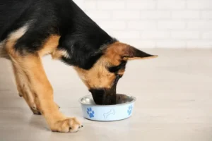 Read more about the article Best Dog Food for German Shepherds A Complete Guide