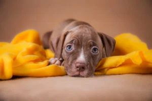 Read more about the article Best Dog Food for Pitbull Puppies: A Complete Guide 2024