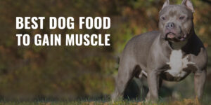Read more about the article Best Dog Food for Dogs with Muscle Problems 2025