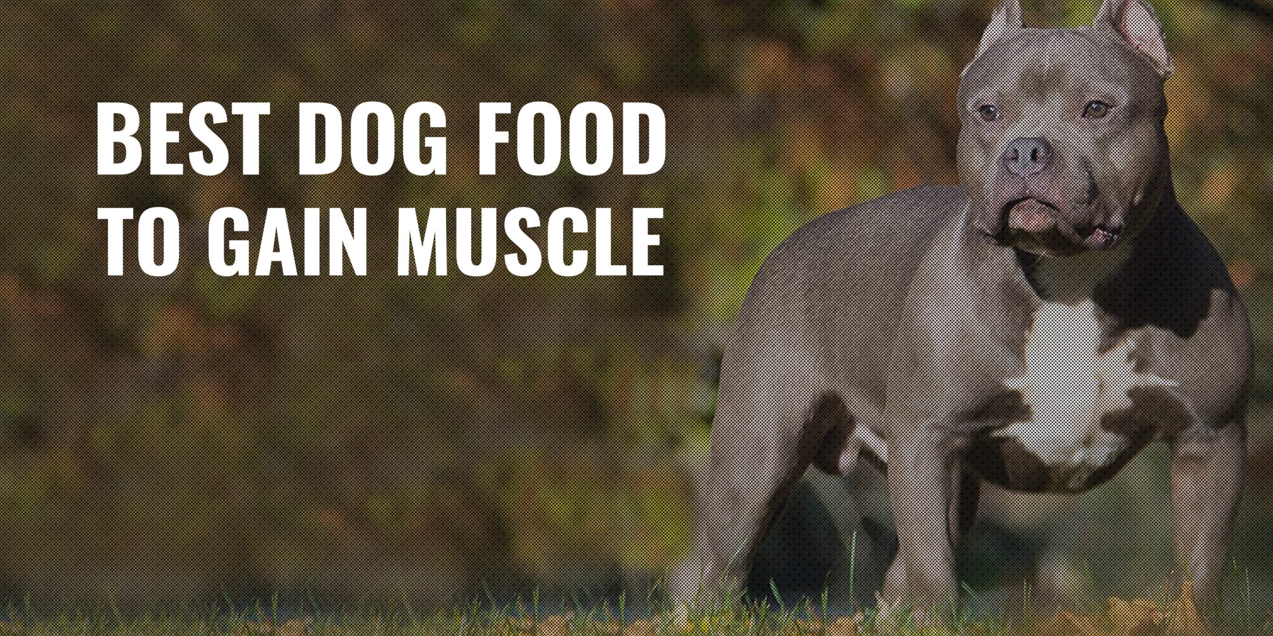 You are currently viewing Best Dog Food for Dogs with Muscle Problems 2025
