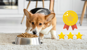 Read more about the article Best Dog Food for Corgi Puppies: A Complete Guide 2025