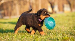 Read more about the article Best Dog Food for Rottweiler Puppies: A Complete Guide 2025