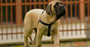 Read more about the article Best Dog Food for English Mastiffs: A Complete Guide 2025