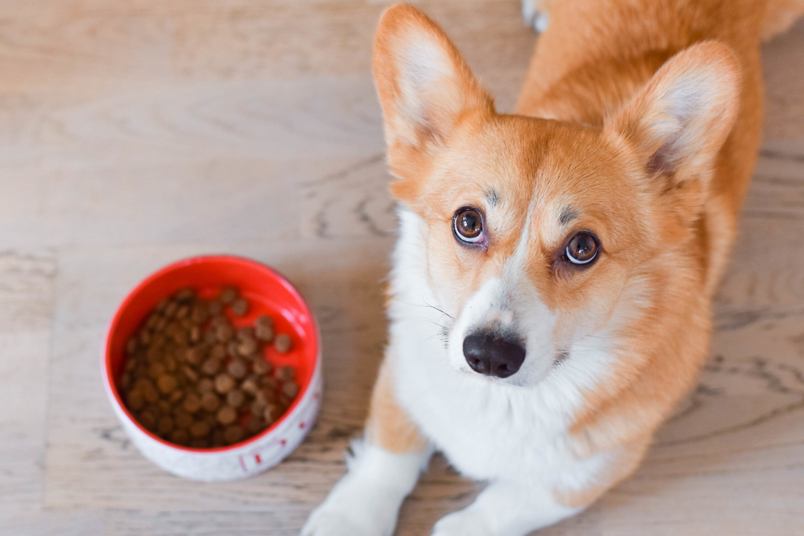 You are currently viewing Best Limited Ingredient Dog Food: A Complete Guide 2024