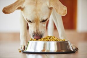 Read more about the article Best Soft Dog Food for Senior Dogs 2025
