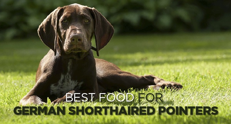 You are currently viewing Best Dog Food for German Shorthaired Pointer: A Complete Guide 2025