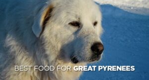 Read more about the article Best Dog Food for Pyrenees: A Complete Guide 2025