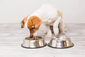 Read more about the article Best Dry Dog Food for Lipomas: A Complete Guide 2025