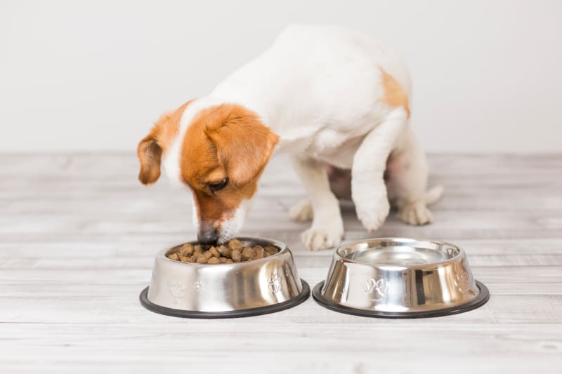 You are currently viewing Best Dry Dog Food for Lipomas: A Complete Guide 2025