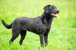 Read more about the article Best Dog Food for a Black Lab: A Complete Guide 2025