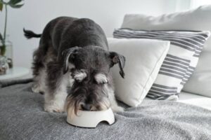 Read more about the article Best Dog Food for Miniature Schnauzers: A Complete Guide 2025