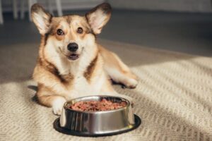 Read more about the article Best dog food for Pembroke Welsh Corgi: A Complete Guide 2025