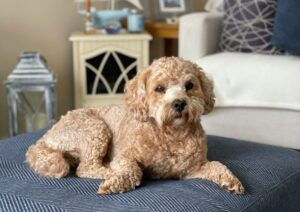 Read more about the article Best Dog Food for Cockapoo: A Complete Guide 2025