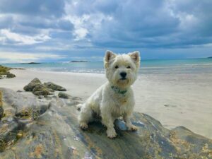 Read more about the article Best Dog Food for Westies: A Complete Guide 2025