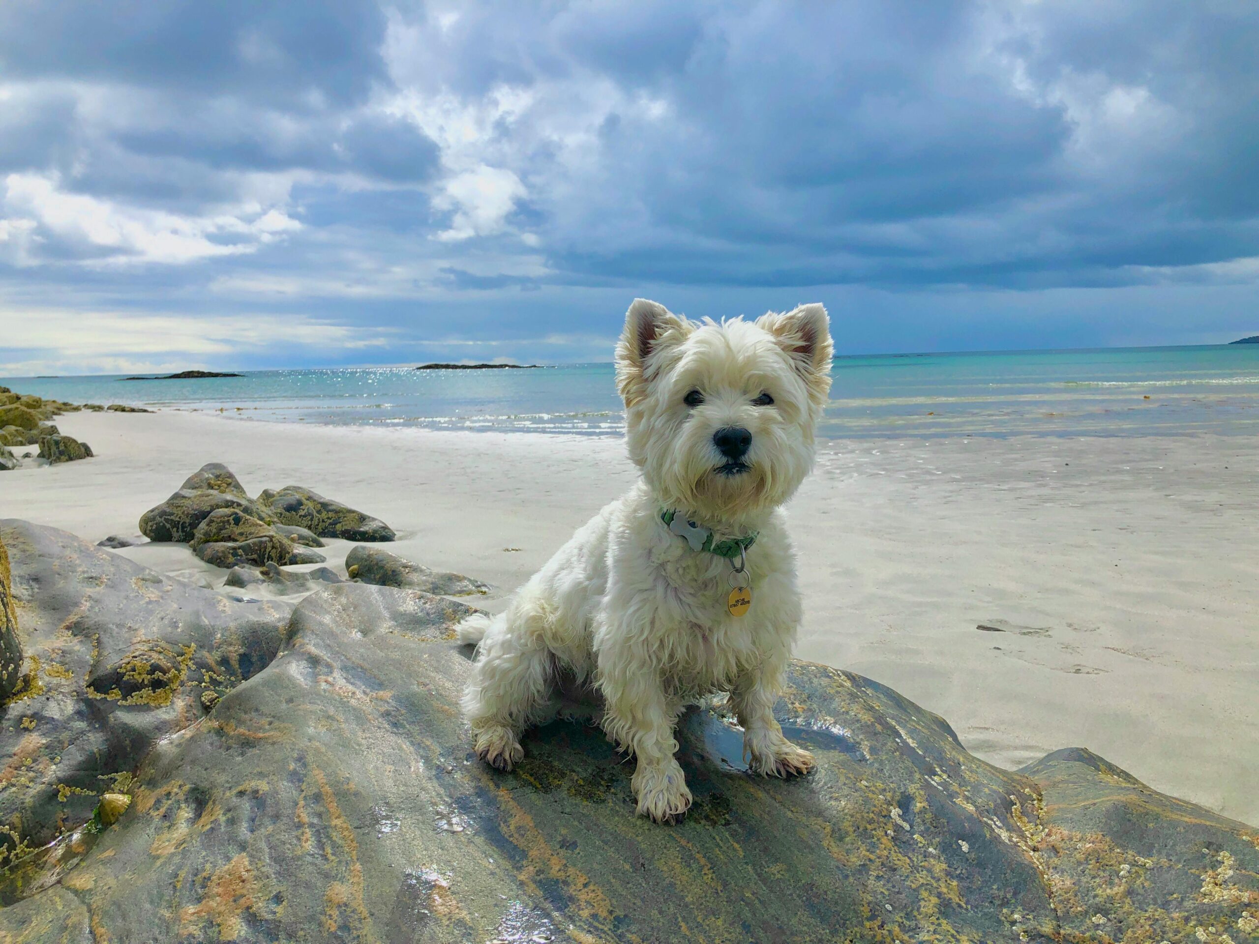 You are currently viewing Best Dog Food for Westies: A Complete Guide 2025