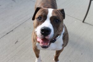 Read more about the article Best Dog Food for American Bulldogs: A Complete Guide 2025