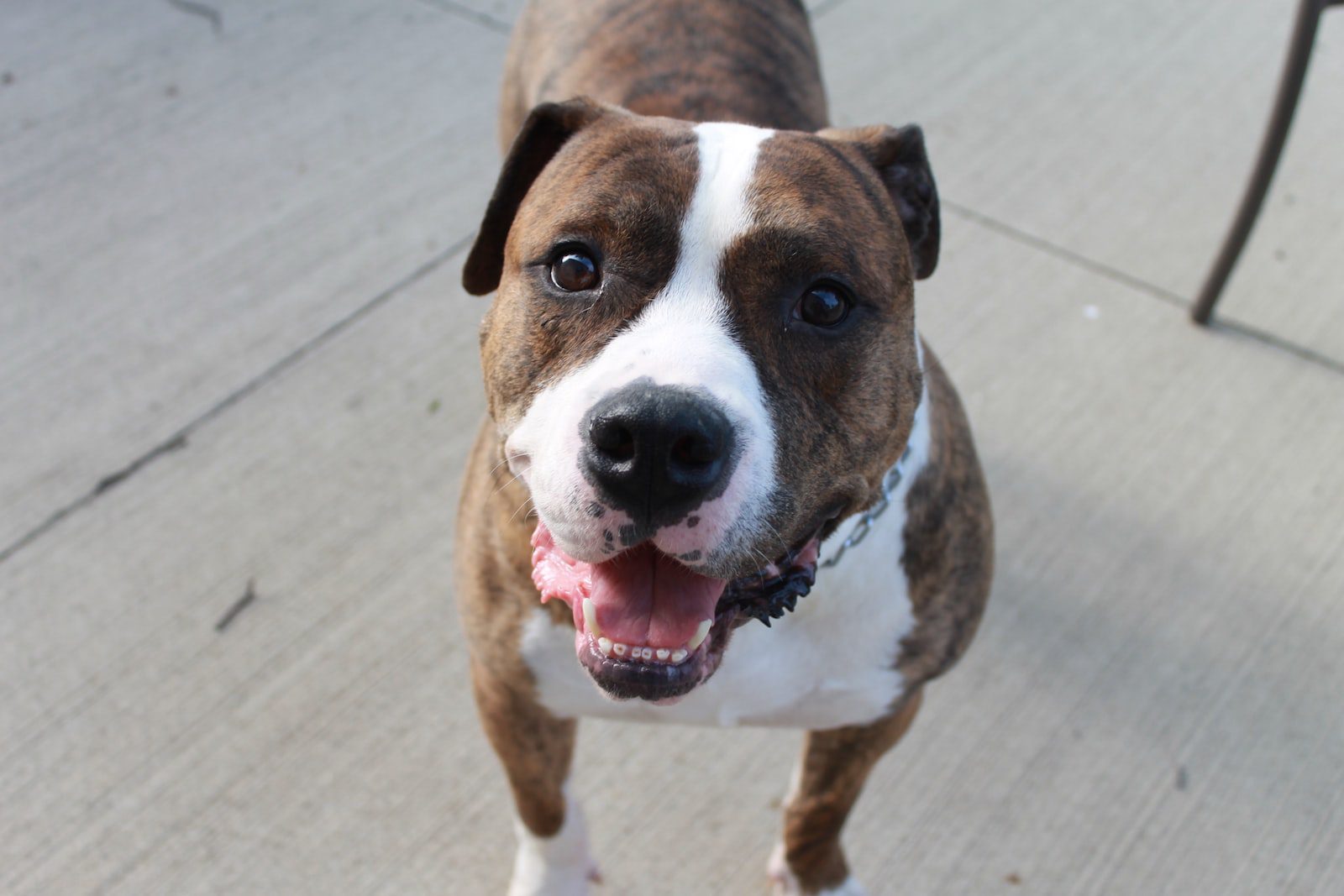 You are currently viewing Best Dog Food for American Bulldogs: A Complete Guide 2025