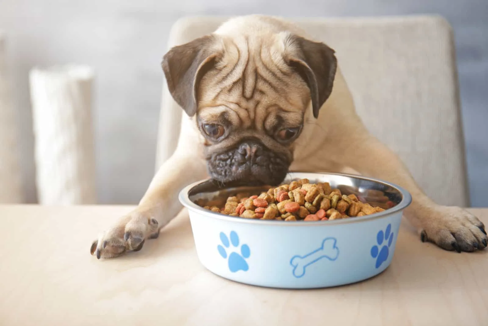 You are currently viewing Best Dog Food for Pugs: A Complete Guide 2024