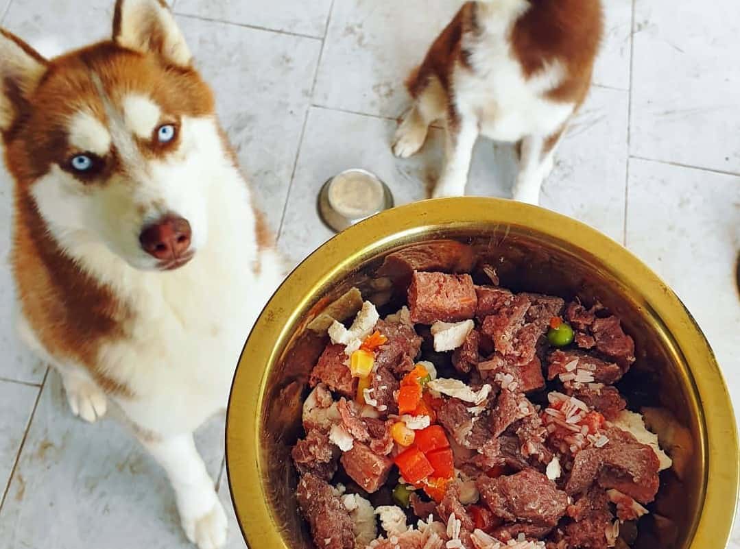 You are currently viewing Best Husky Food: A Complete Guide