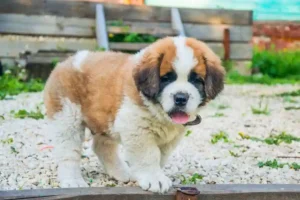 Read more about the article Best Dog Food for Saint Bernard Puppies: A Complete Guide 2025