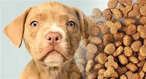 Read more about the article Best Dog Food For Pitbulls A Complete Guide