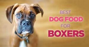 Read more about the article Best Dog Food for Boxers: A Complete Guide 2024