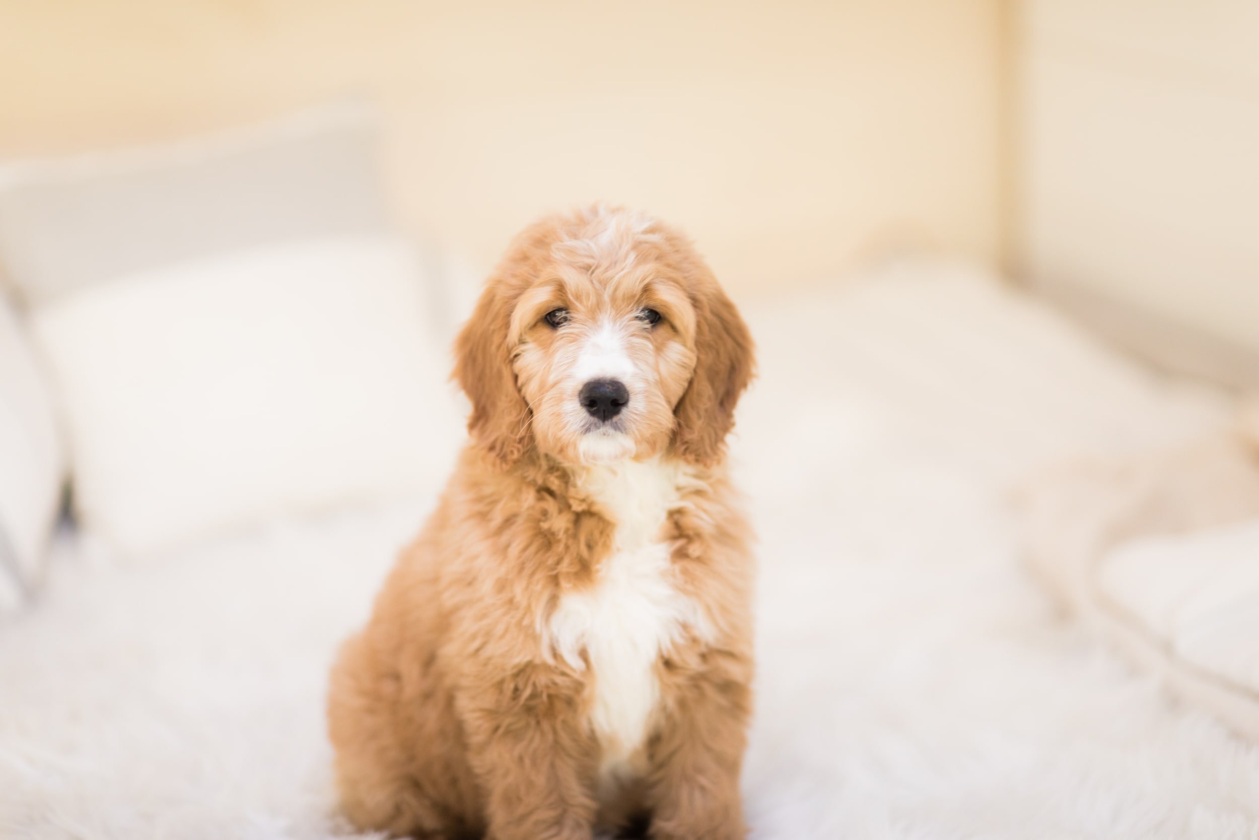 You are currently viewing Best Dog Food for a Goldendoodle: A Complete Guide 2025