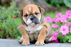 Read more about the article Best Dog Food for English Bulldog Puppies 2025