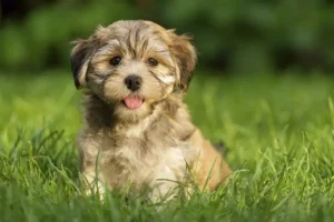 Read more about the article Best Dog Food for Havanese Breed 2025
