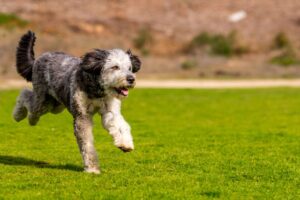 Read more about the article The Ultimate Guide to the Best Dog Food for Aussiedoodles
