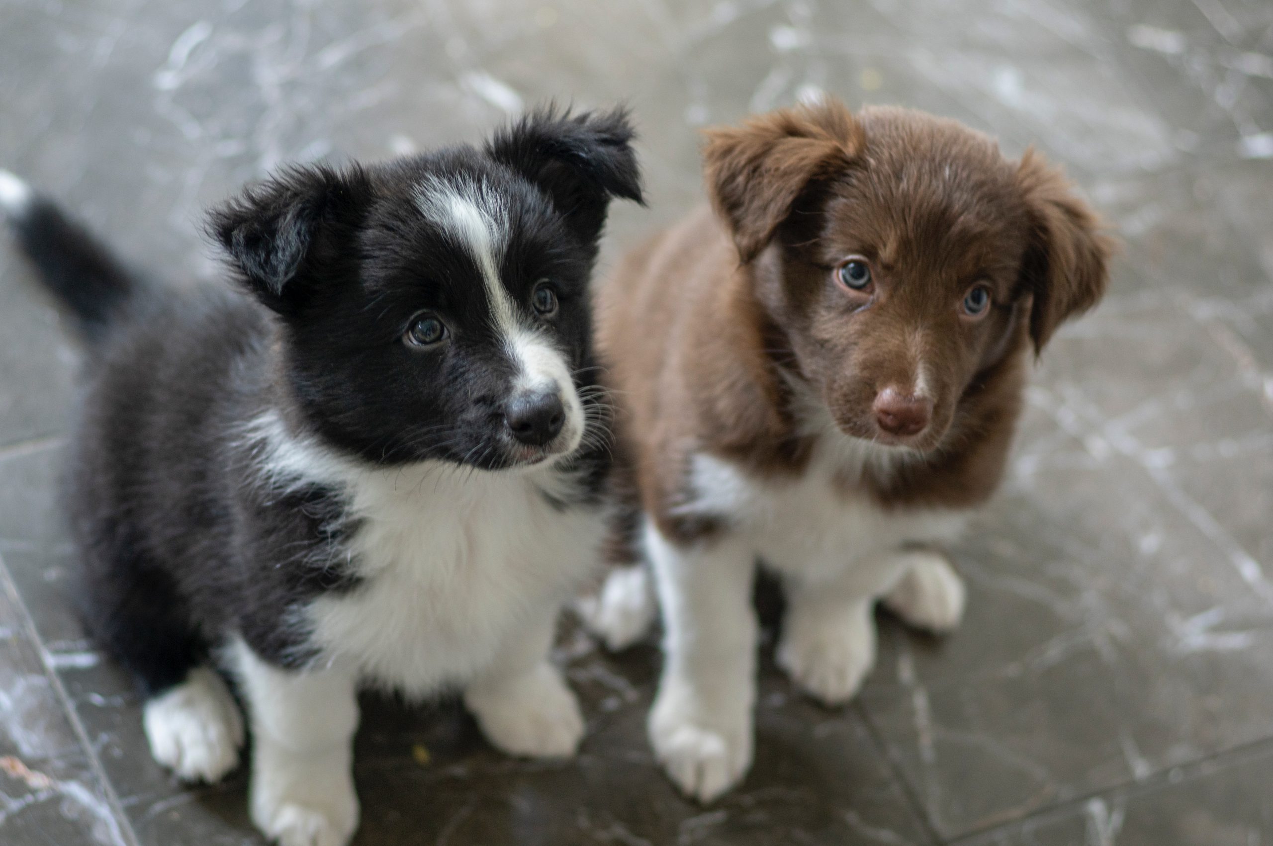 You are currently viewing Best Dog Food for Border Collies A Complete Guide 2025