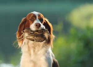 Read more about the article Best Dog Food for Hunting Breeds: A Complete Guide 2025